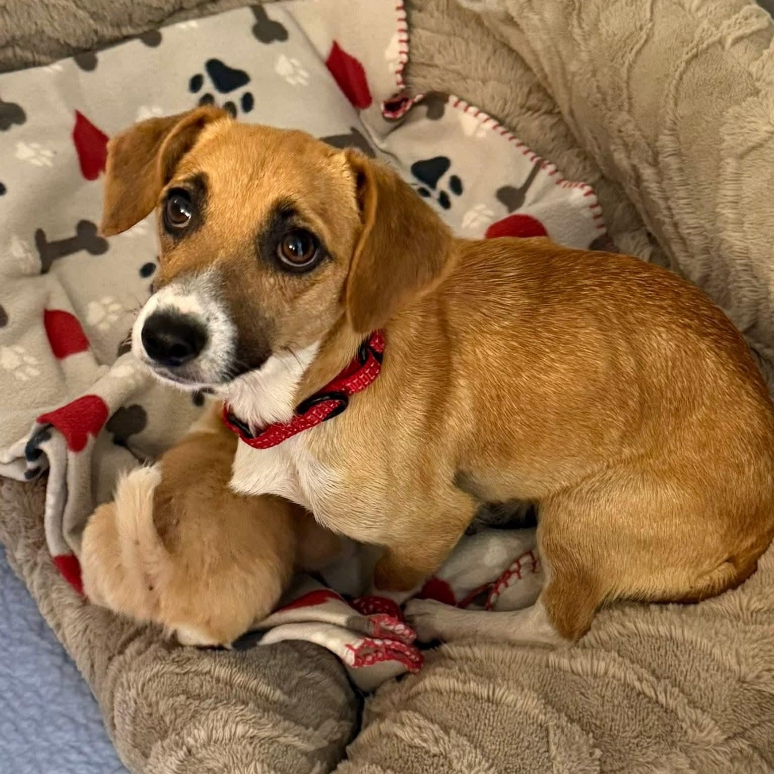 Enlarge Lacy, Ellie, and Brooke, a ADOPTABLE mixed breed in Lexington, KY image 5/5