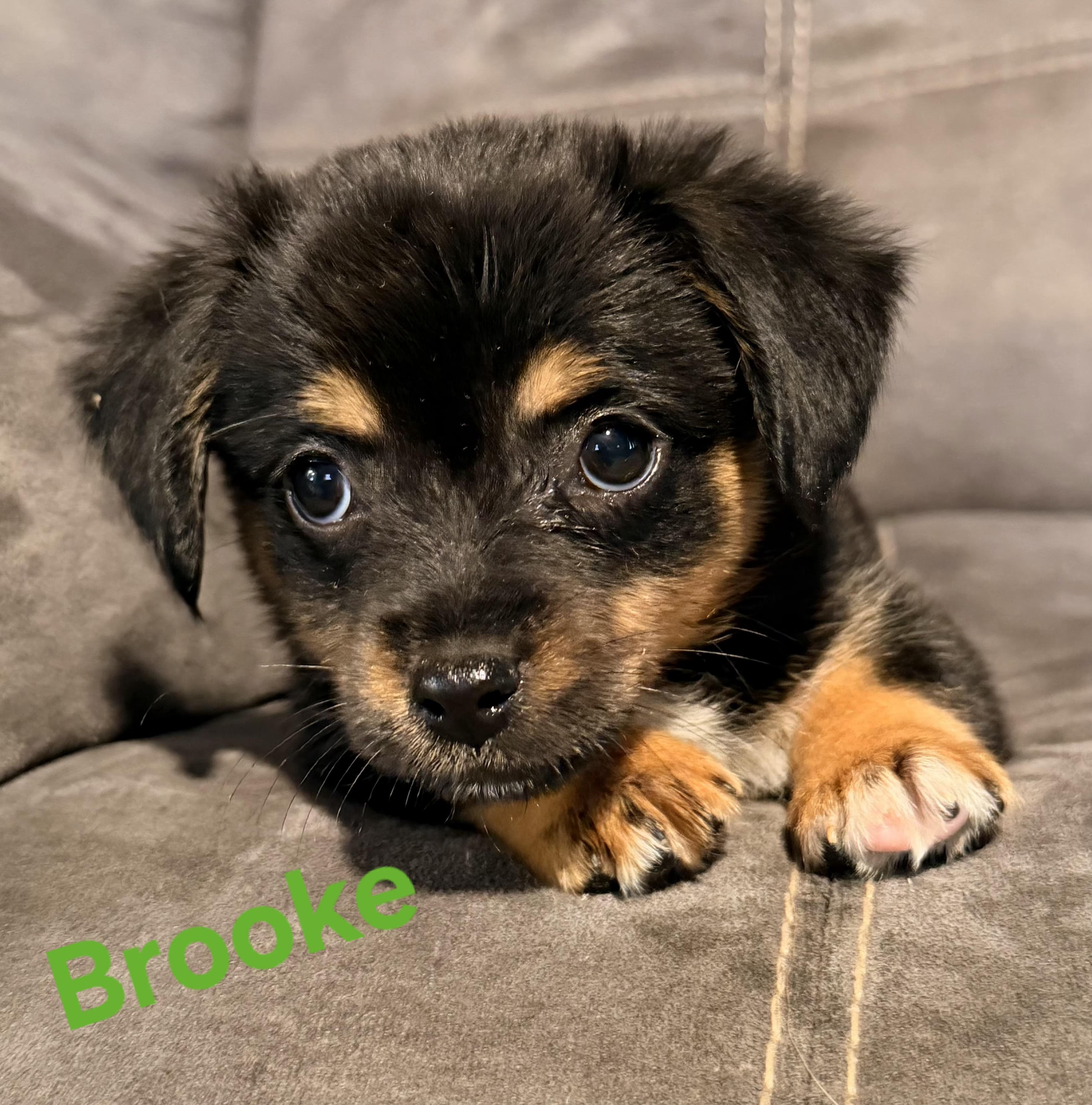 Enlarge Lacy, Ellie, and Brooke, a ADOPTABLE mixed breed in Lexington, KY image 4/5