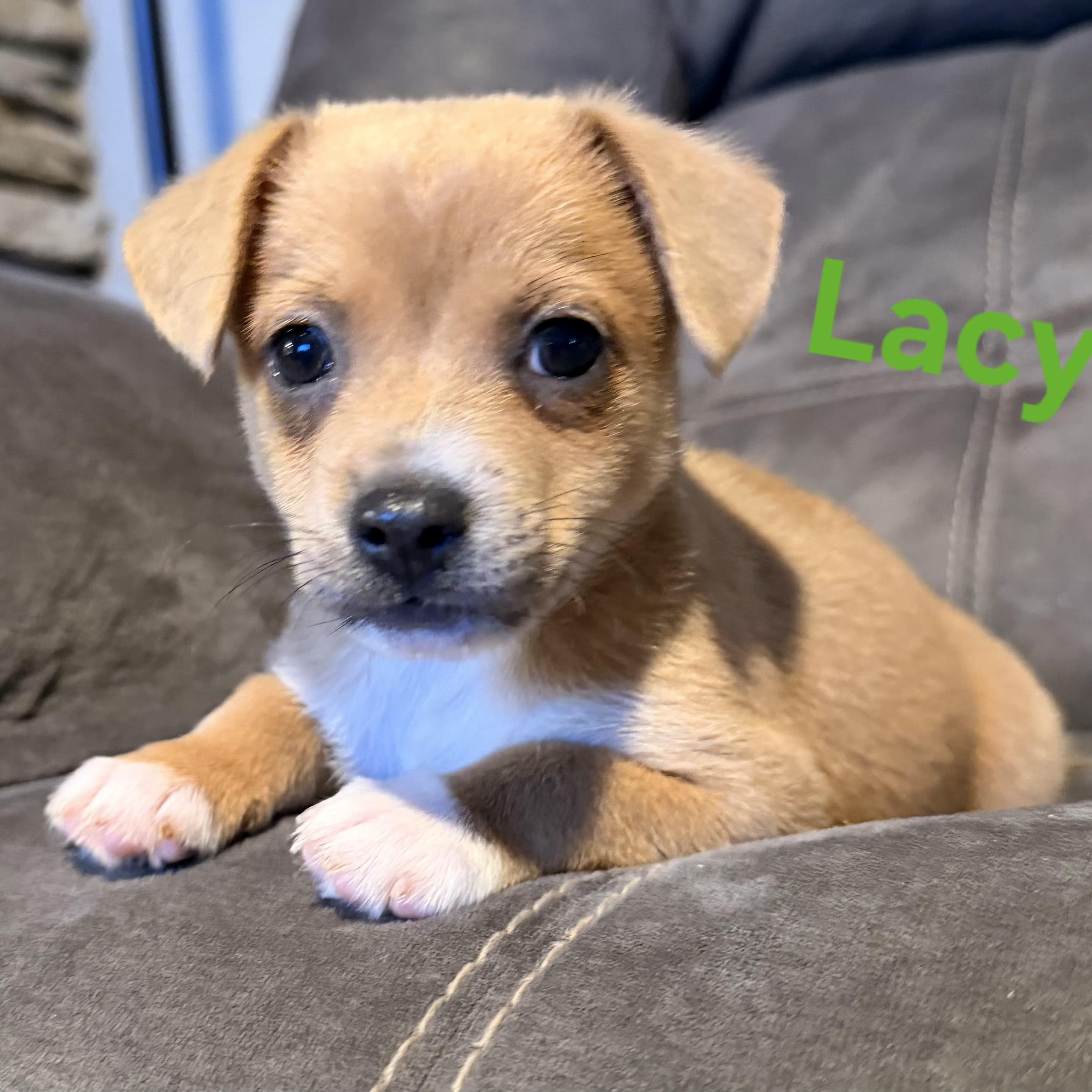 Enlarge Lacy, Ellie, and Brooke, a ADOPTABLE mixed breed in Lexington, KY image 2/5