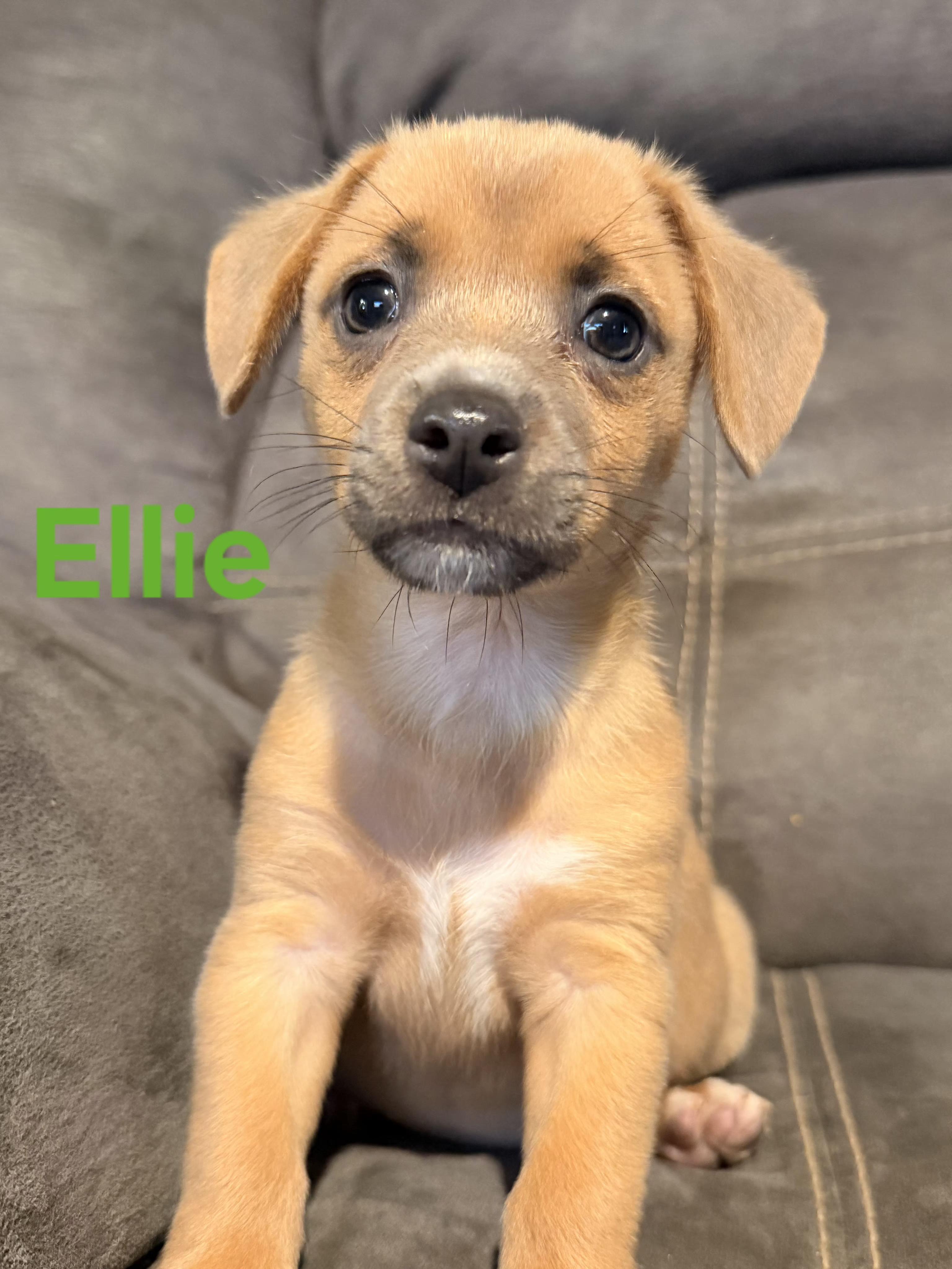 Enlarge Lacy, Ellie, and Brooke, a ADOPTABLE mixed breed in Lexington, KY image 3/5