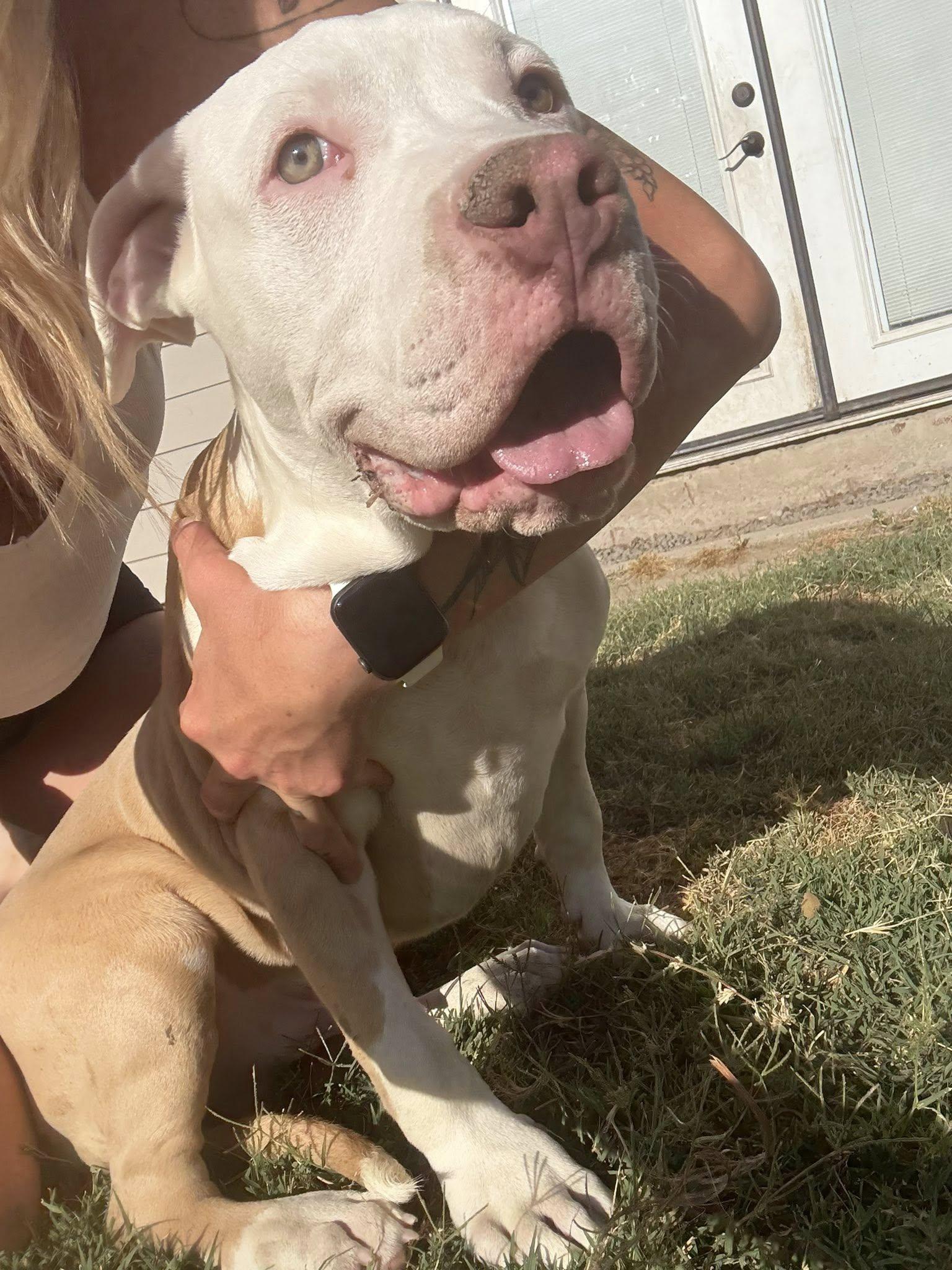 Bruiser
