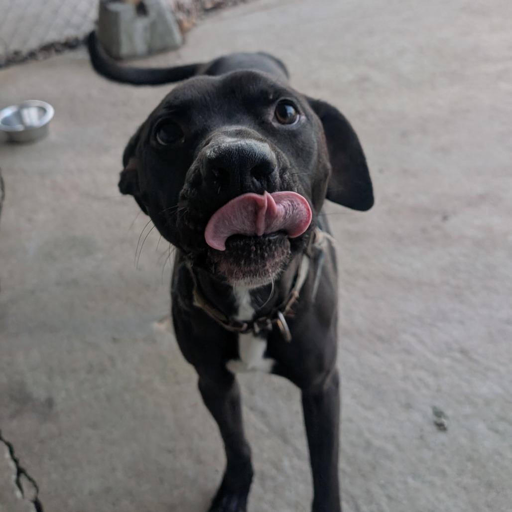 Whiskey, Adoptable, Adult Male Pit Bull Terrier.