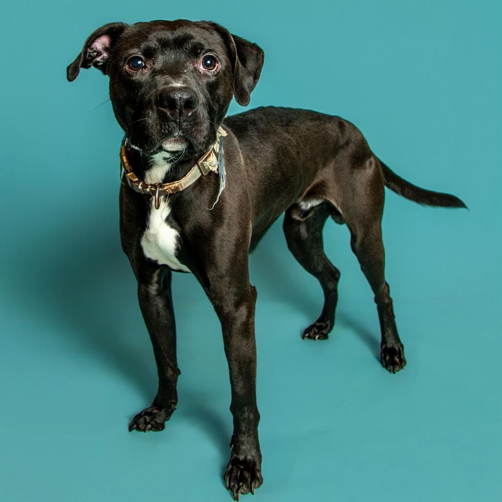 Enlarge Whiskey, a Adoptable Pit Bull Terrier in Jefferson city, TN image 2/2