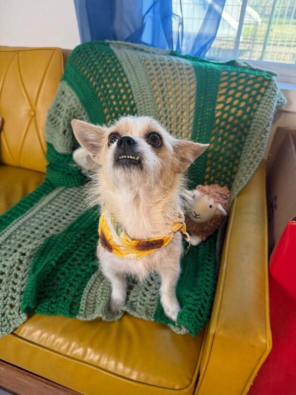 Miss Fancy Girl — thumbnail 2