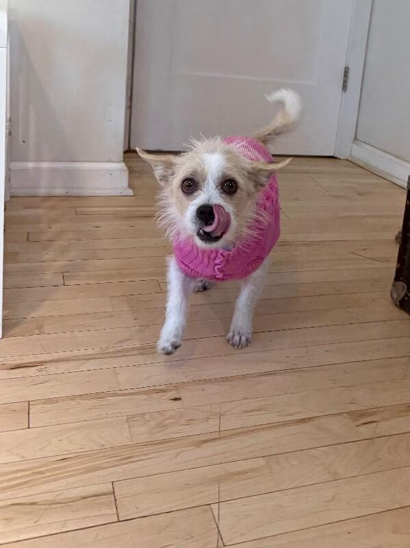 Miss Fancy Girl — thumbnail 4