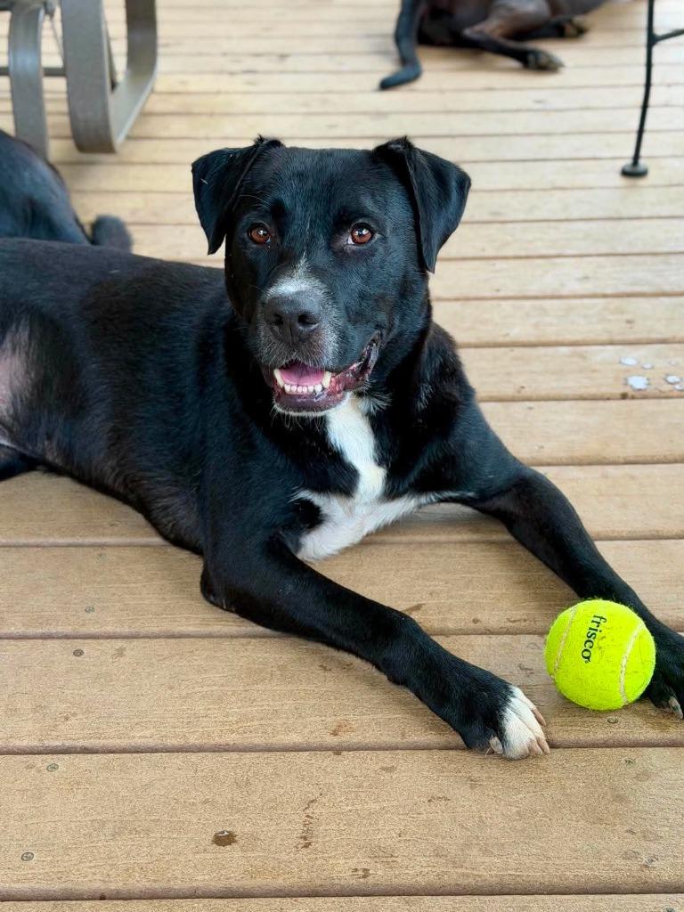 Bilbo Wagz, a Adoptable mixed breed in Hartsville, SC image 4/6