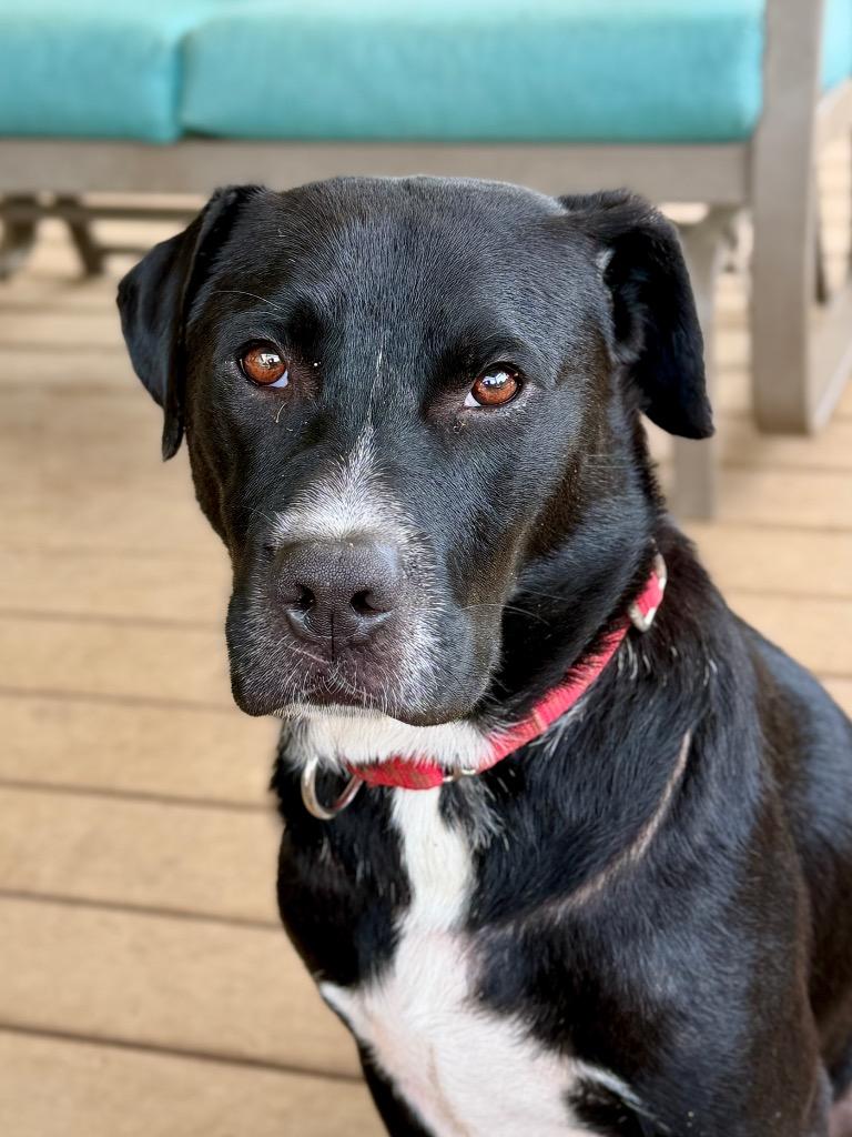 Bilbo Wagz, a Adoptable mixed breed in Hartsville, SC image 1/6