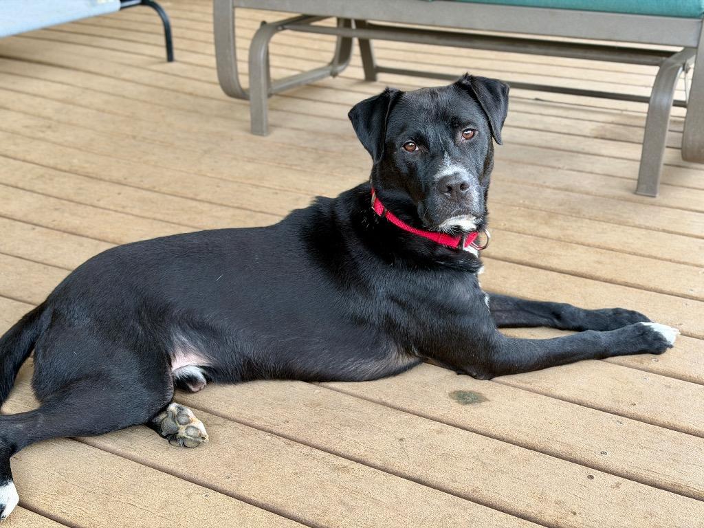 Bilbo Wagz, a Adoptable mixed breed in Hartsville, SC image 6/6