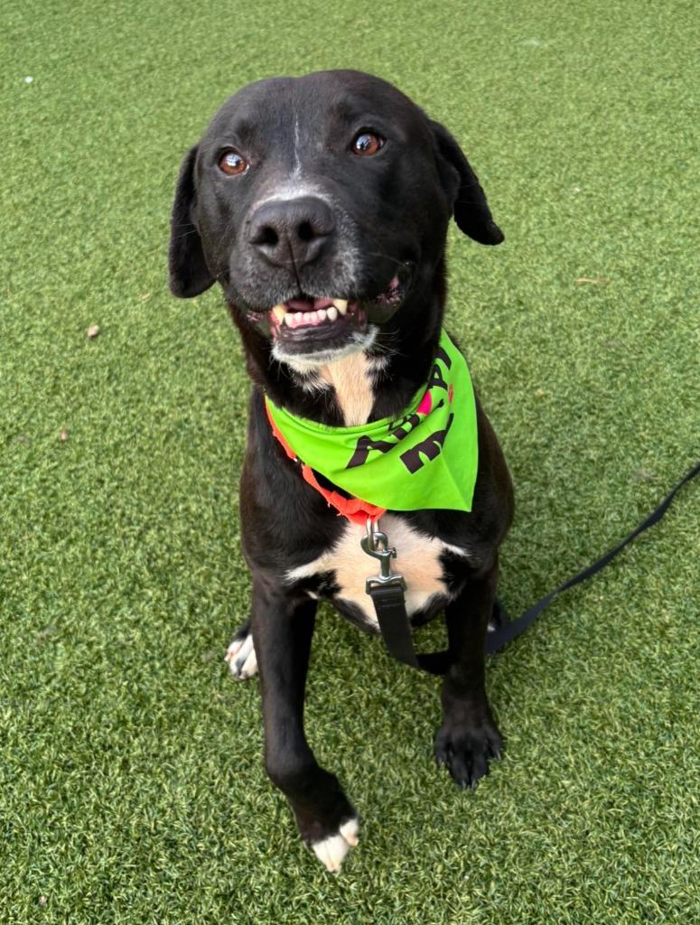 Bilbo Wagz, Adoptable, Young Male Labrador Retriever.