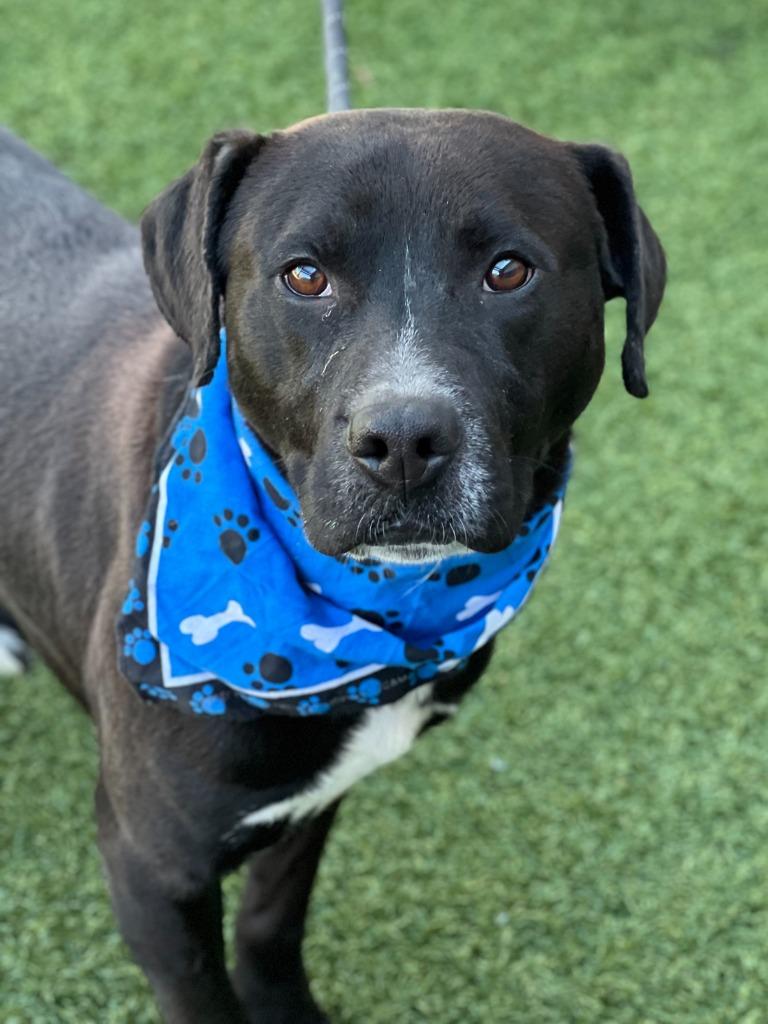 Enlarge Bilbo Wagz, a Adoptable mixed breed in Hartsville, SC image 2/6