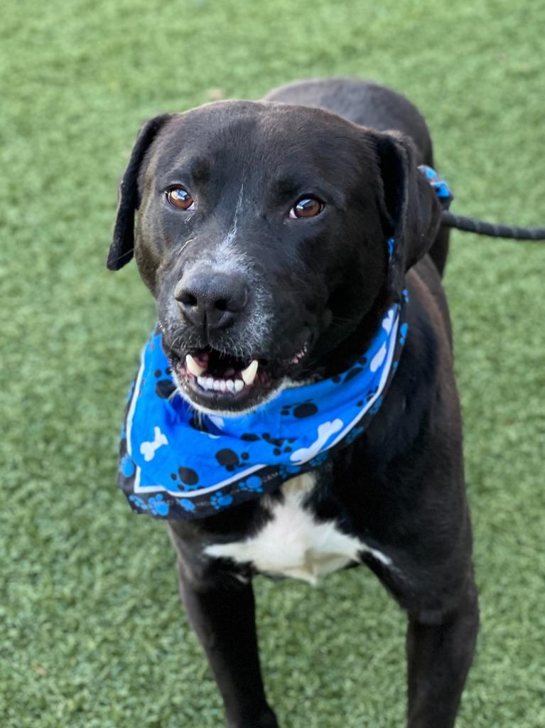 Enlarge Bilbo Wagz, a Adoptable mixed breed in Hartsville, SC image 3/6