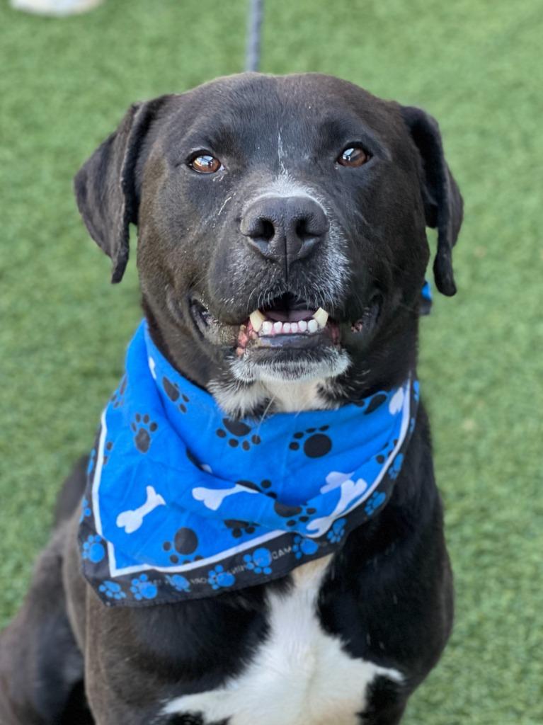 Enlarge Bilbo Wagz, a Adoptable mixed breed in Hartsville, SC image 4/6