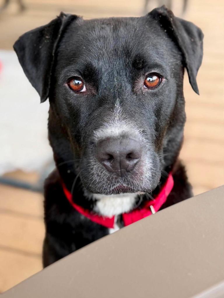 Bilbo Wagz, a Adoptable mixed breed in Hartsville, SC image 5/6