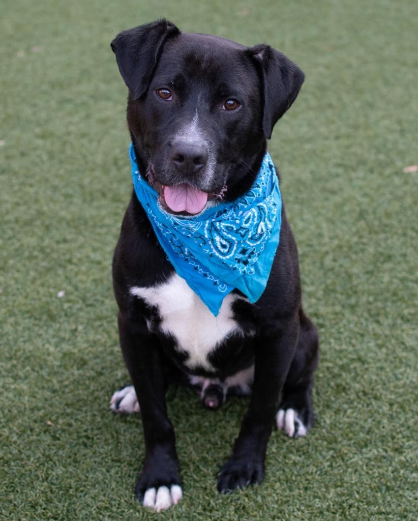 Bilbo Wagz, Adoptable, Adult Male Labrador Retriever.