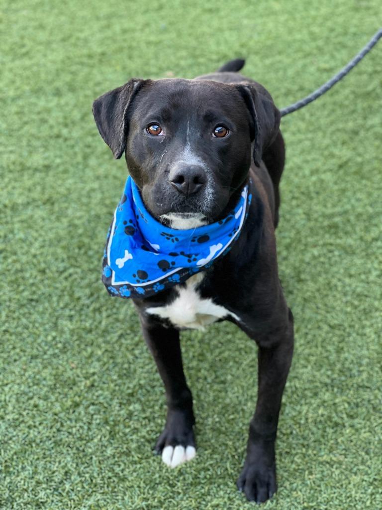 Enlarge Bilbo Wagz, a Adoptable mixed breed in Hartsville, SC image 5/6