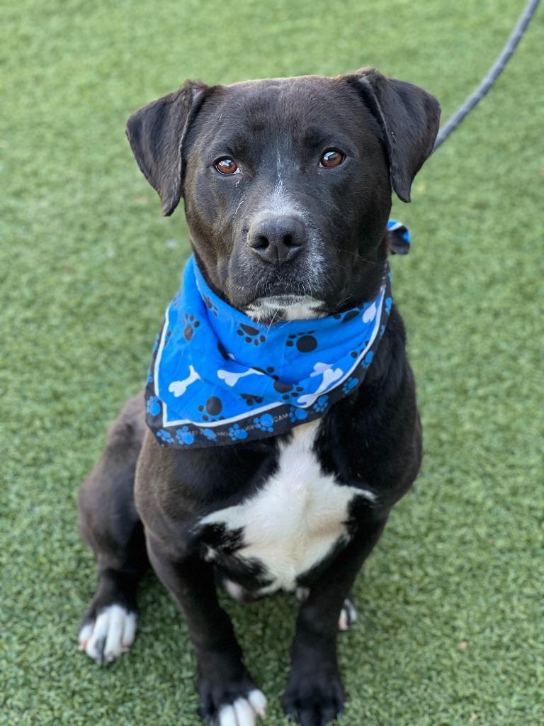 Bilbo Wagz, a Adoptable mixed breed in Hartsville, SC image 5/5