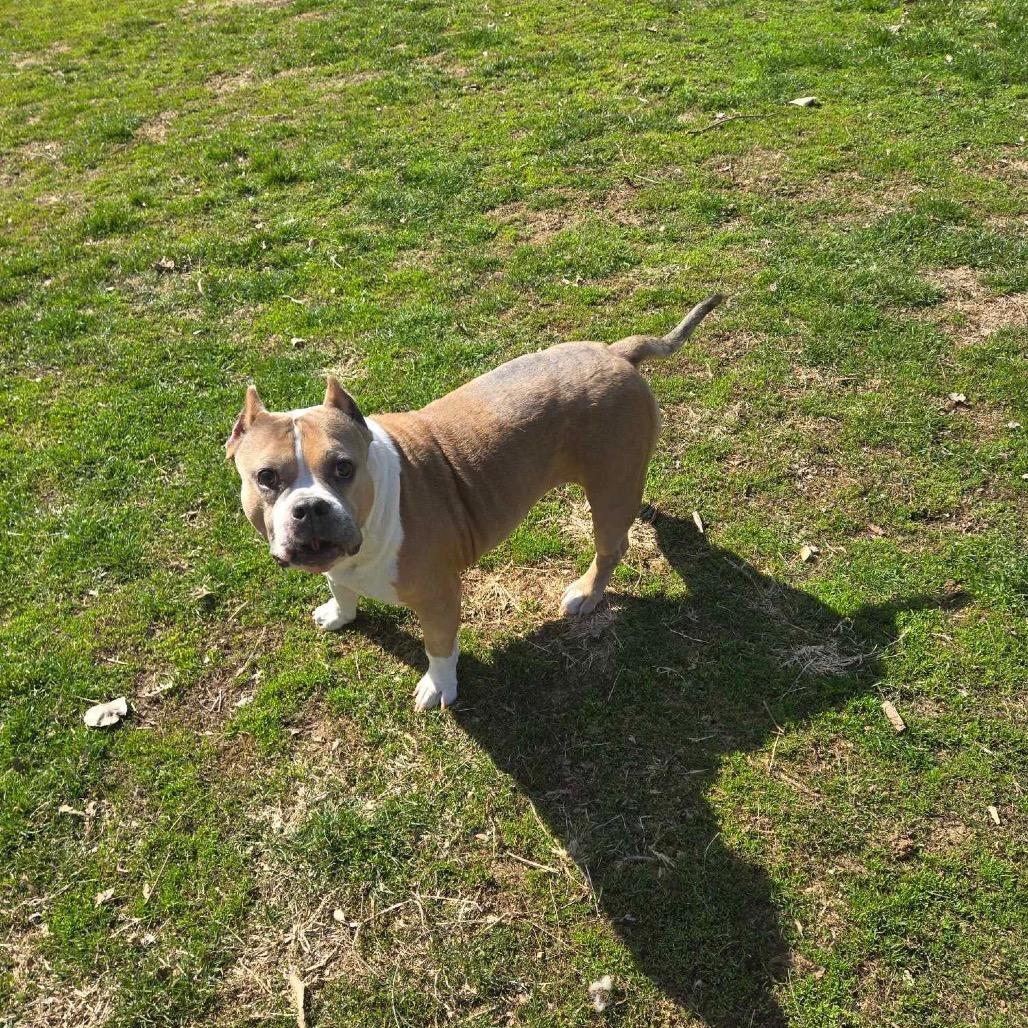 Enlarge Carlotta, a Adoptable mixed breed in Edwards, IL image 1/4