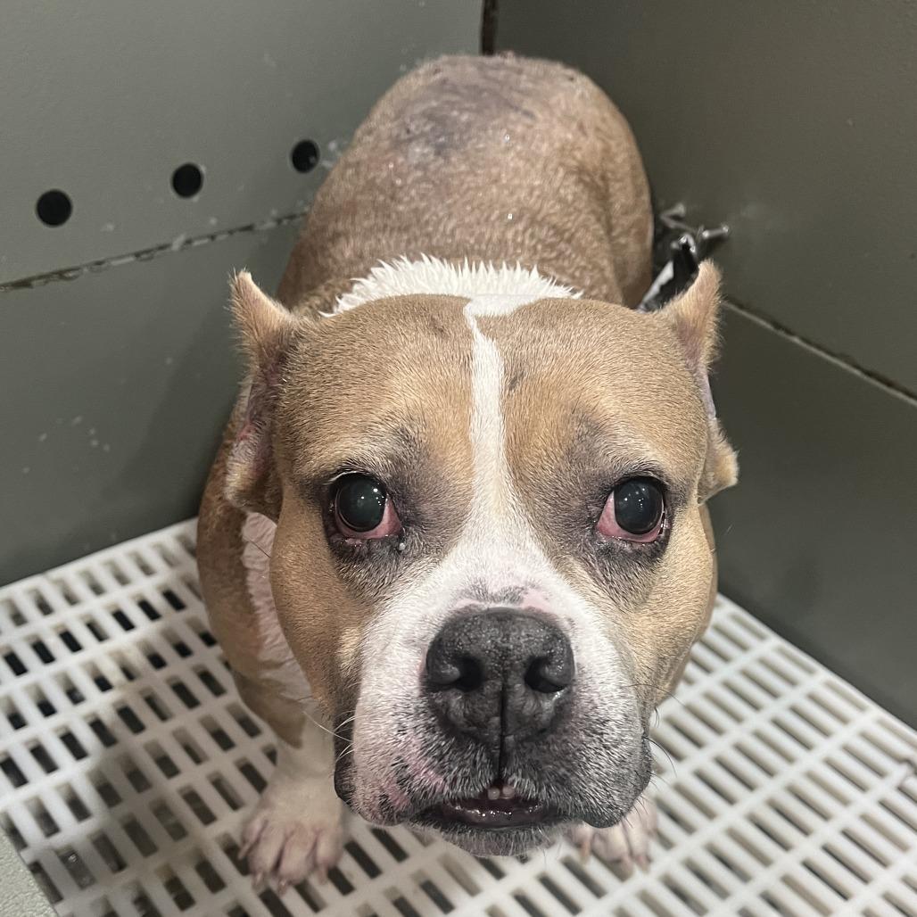 Enlarge Carlotta, a Adoptable mixed breed in Edwards, IL image 2/4