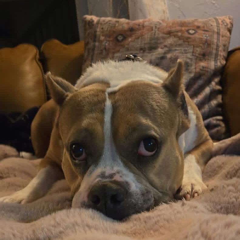 Enlarge Carlotta, a Adoptable mixed breed in Edwards, IL image 3/4