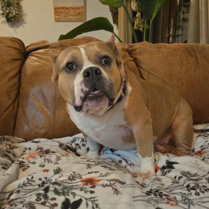 Enlarge Carlotta, a Adoptable mixed breed in Edwards, IL image 4/4