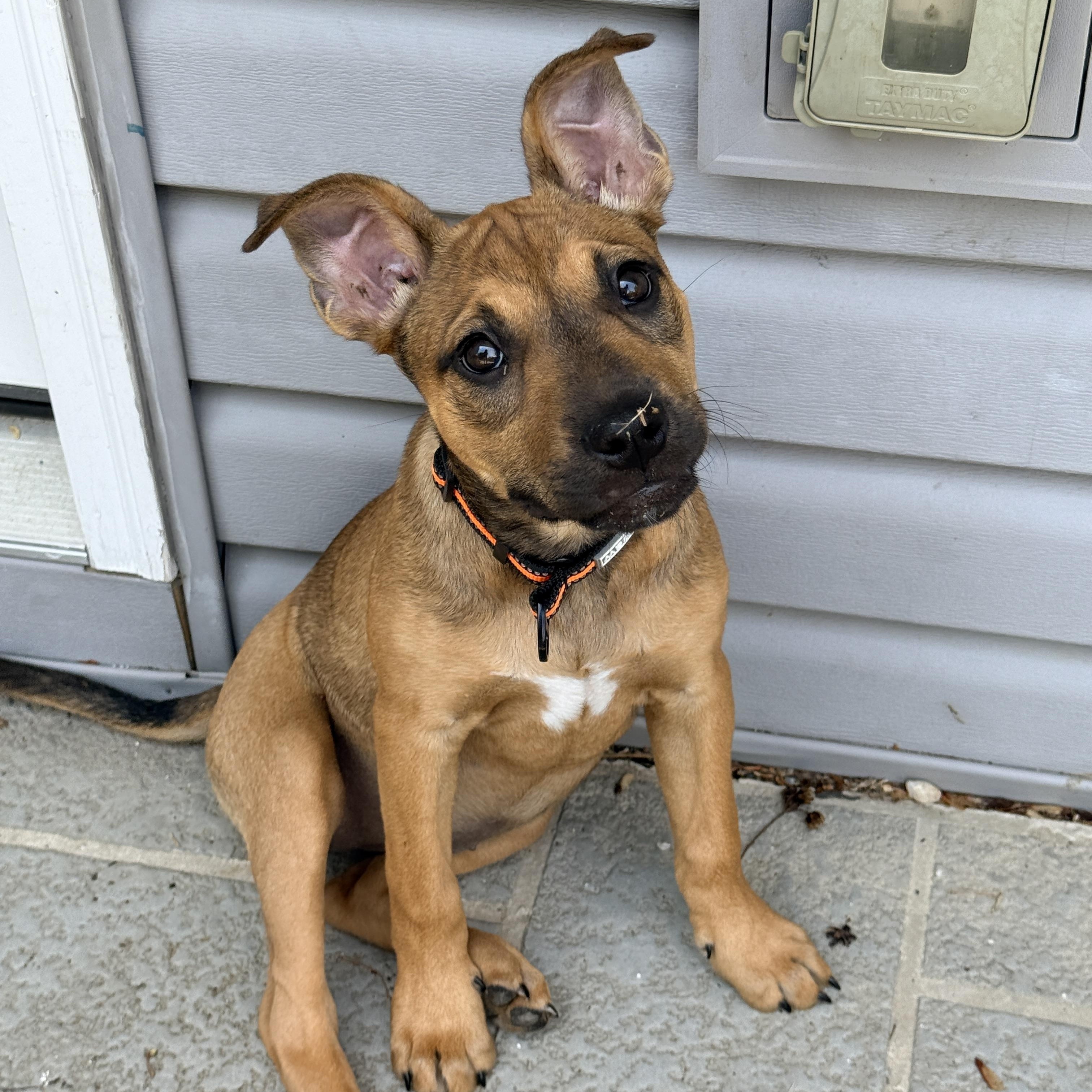 Pookie, a ADOPTABLE mixed breed in Columbia, MD image 1/6