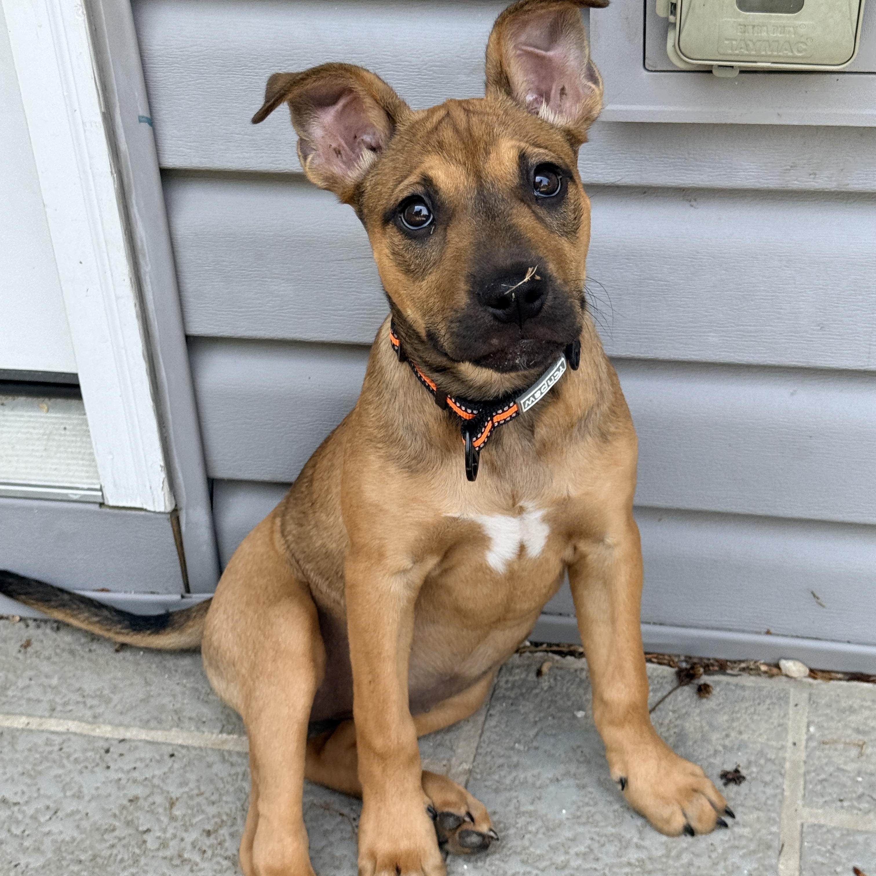 Pookie, a ADOPTABLE mixed breed in Columbia, MD image 3/6