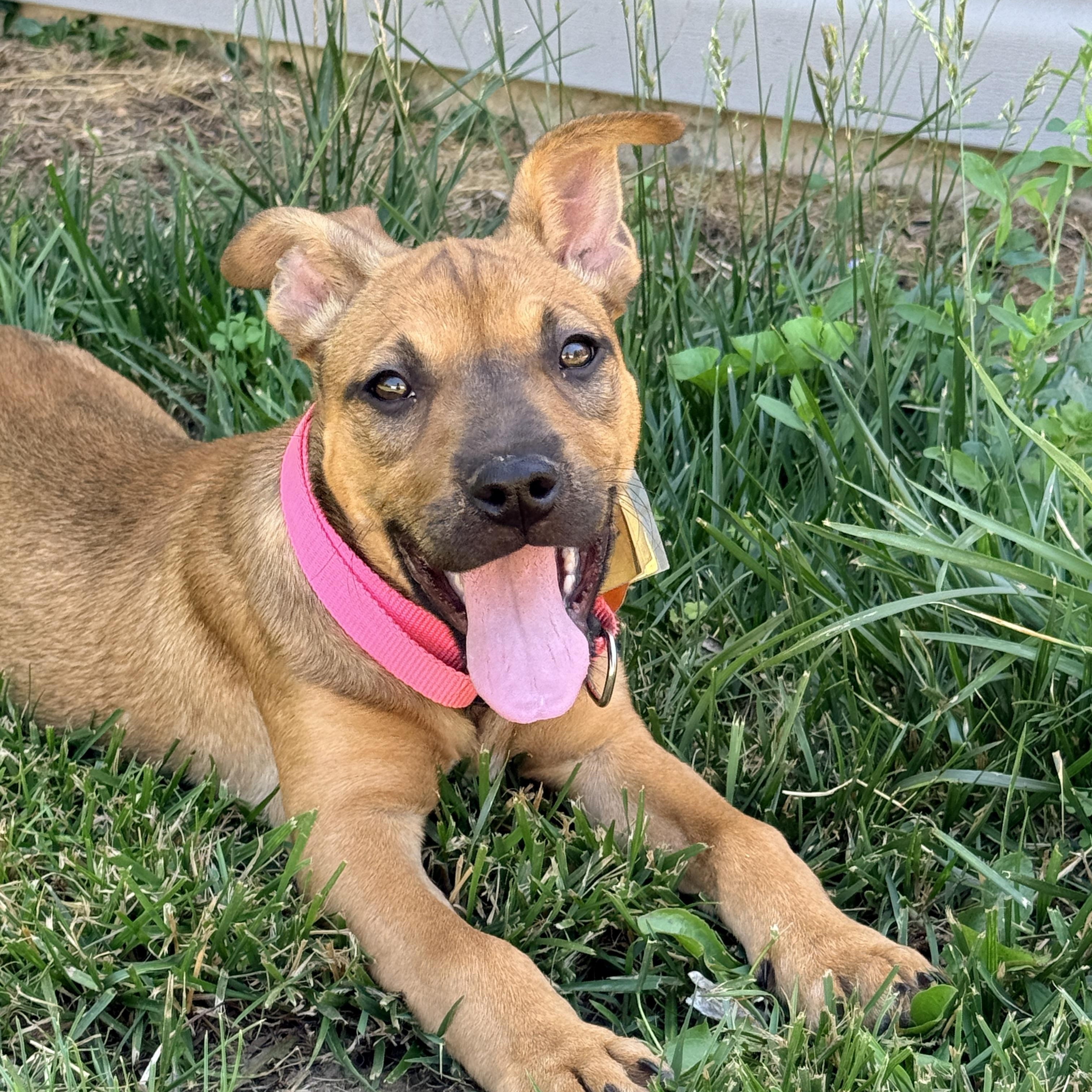 Pookie, a ADOPTABLE mixed breed in Columbia, MD image 5/6
