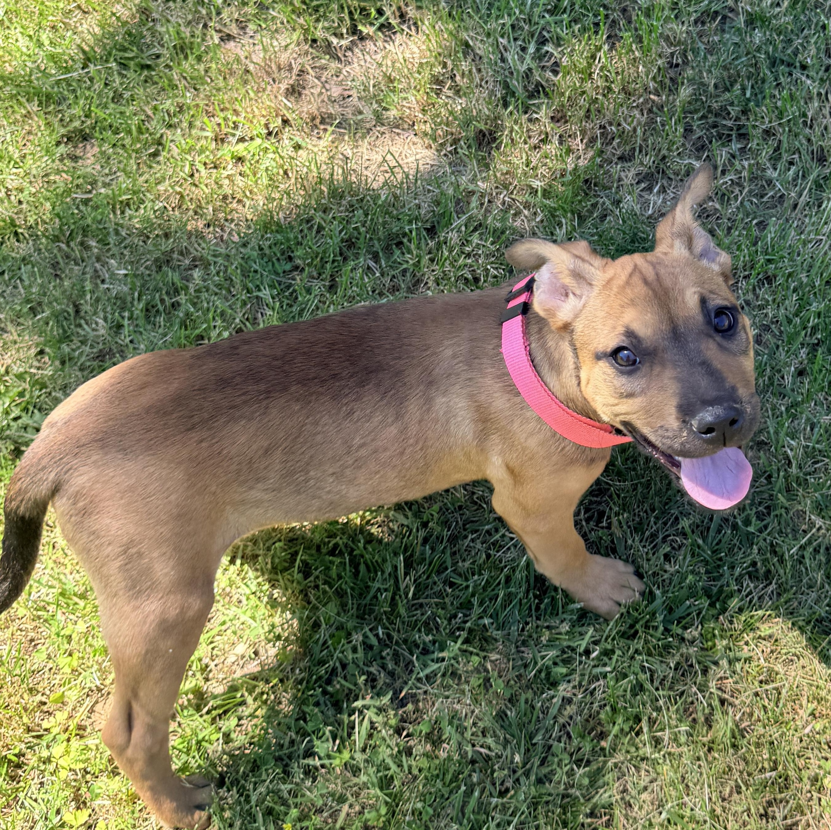 Pookie, a ADOPTABLE mixed breed in Columbia, MD image 6/6