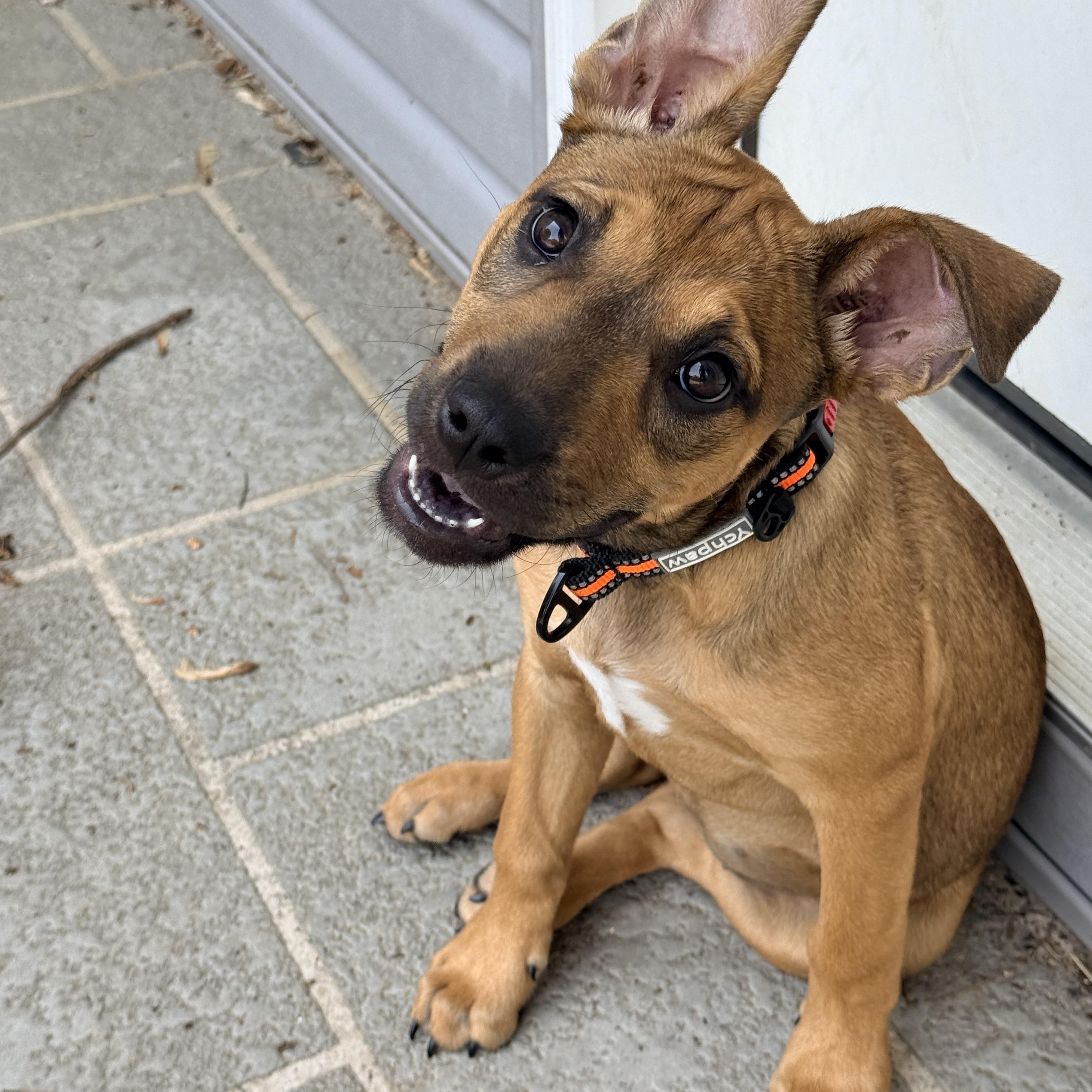 Pookie, a ADOPTABLE mixed breed in Columbia, MD image 4/6