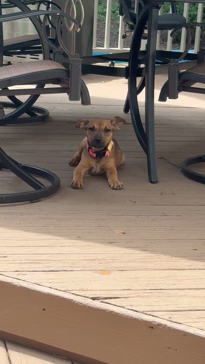 Enlarge Pookie, a ADOPTABLE mixed breed in Columbia, MD video 2/6