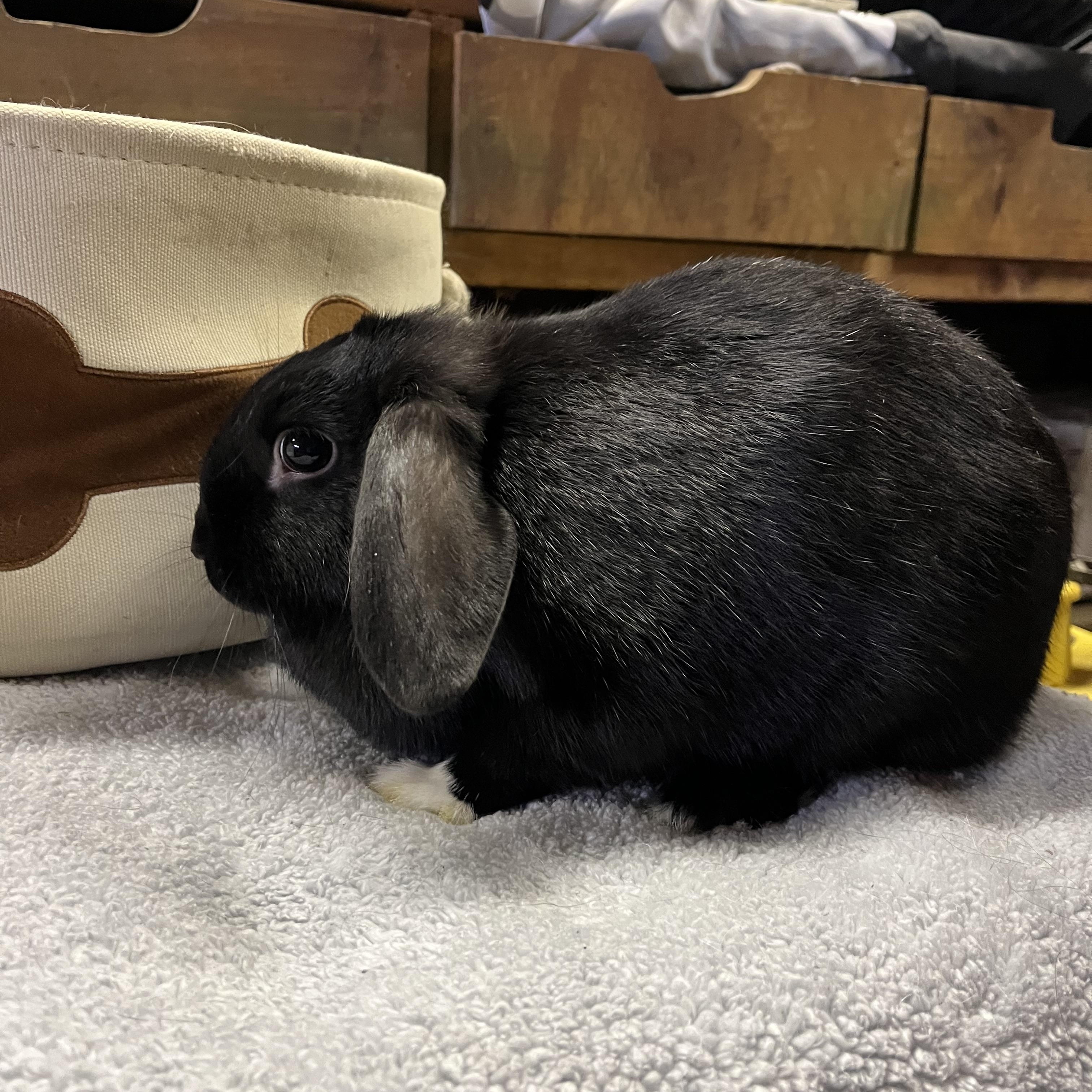 Enlarge Latte, a ADOPTABLE Mini Lop in Birdsboro, PA image 2/2