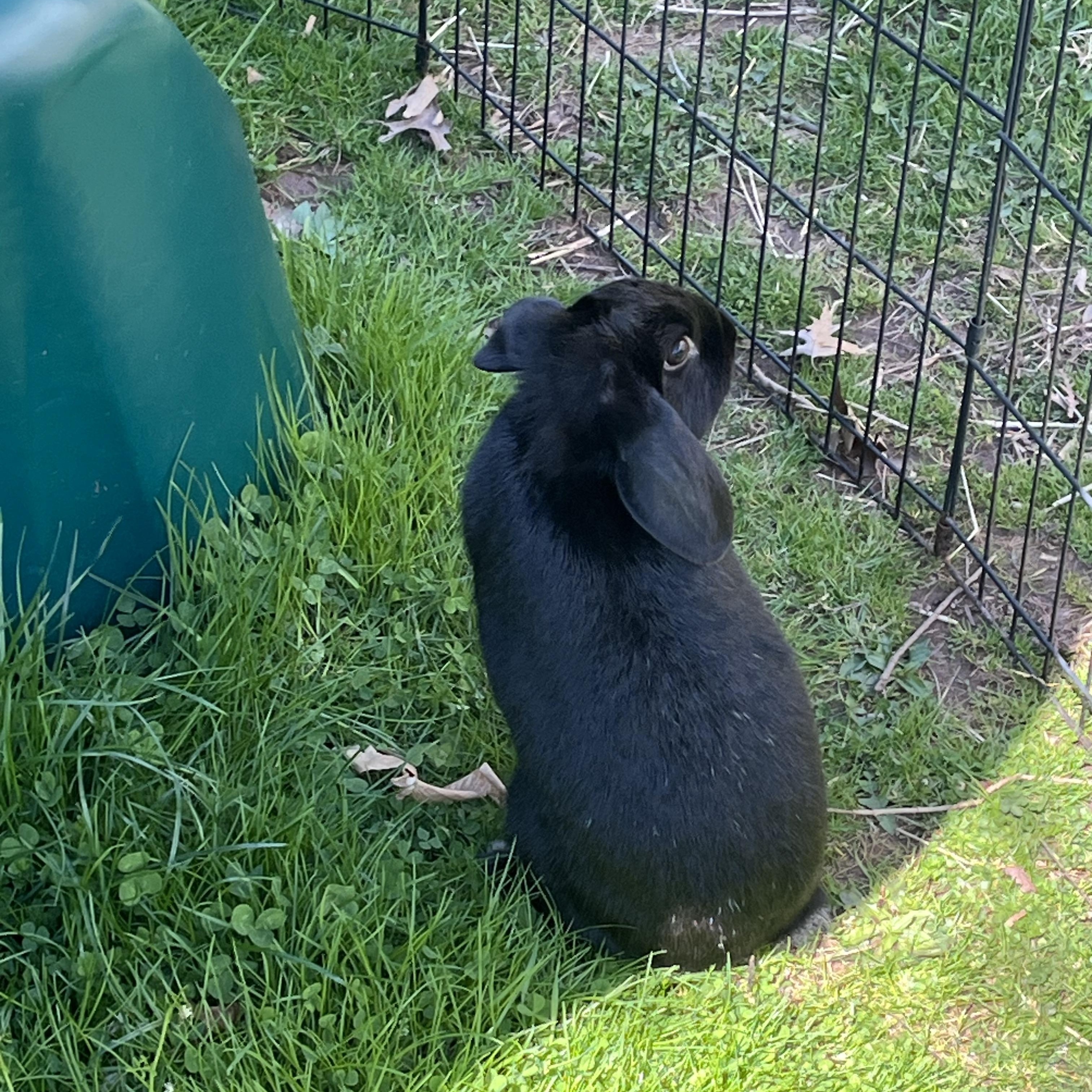 Enlarge Latte, a ADOPTABLE Mini Lop in Birdsboro, PA image 4/5
