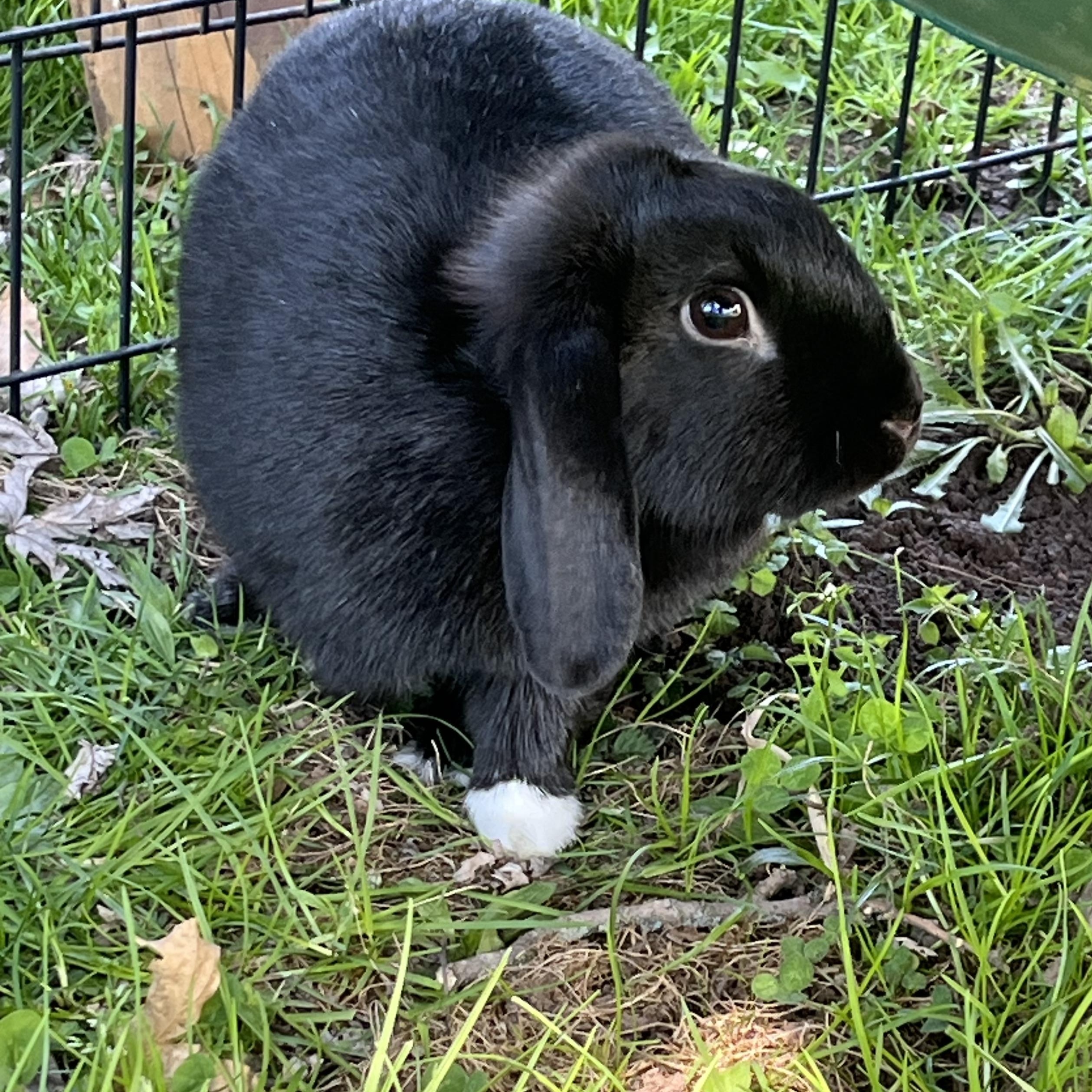 Latte, ADOPTABLE, Baby Female Mini Lop.