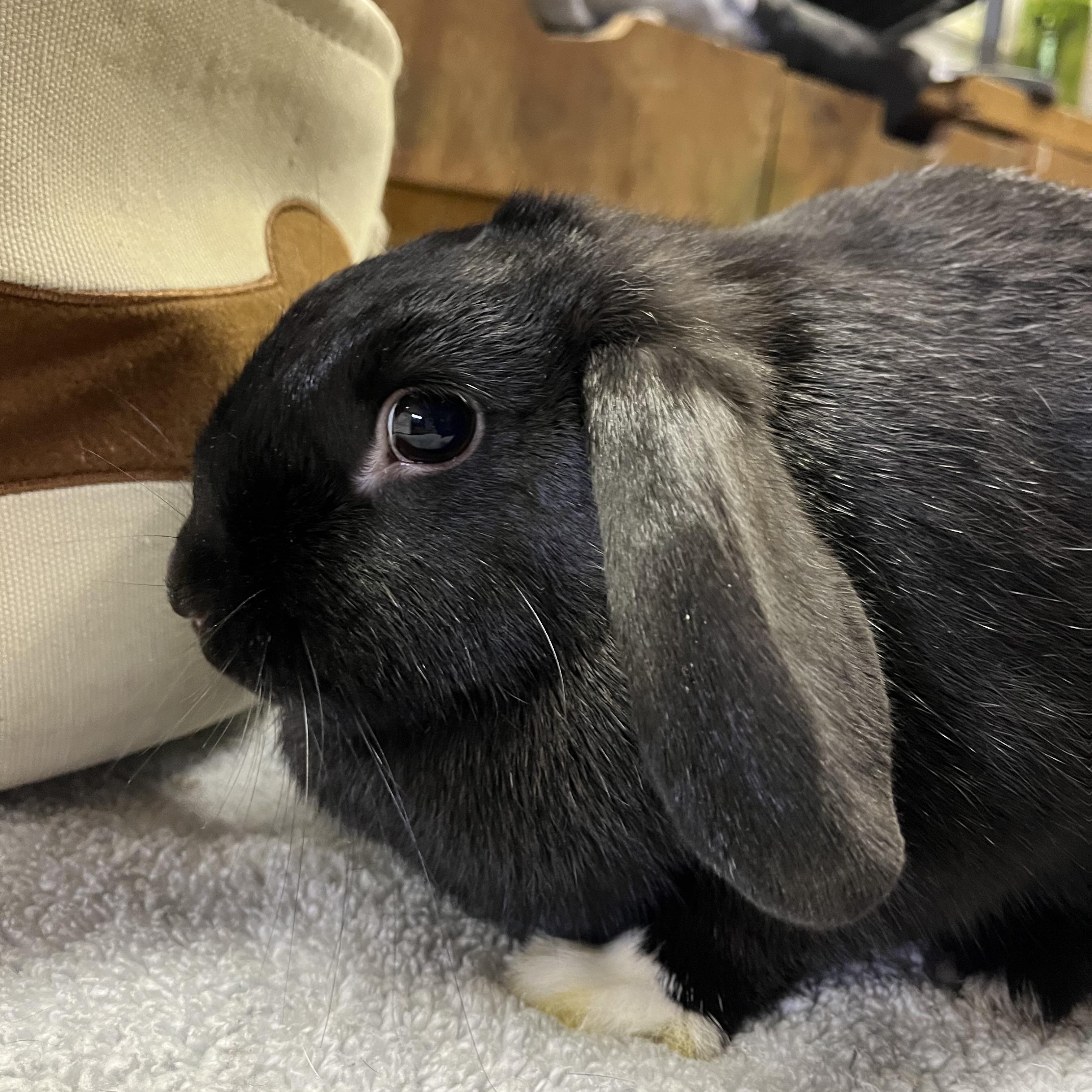 Enlarge Latte, a ADOPTABLE Mini Lop in Birdsboro, PA image 1/2