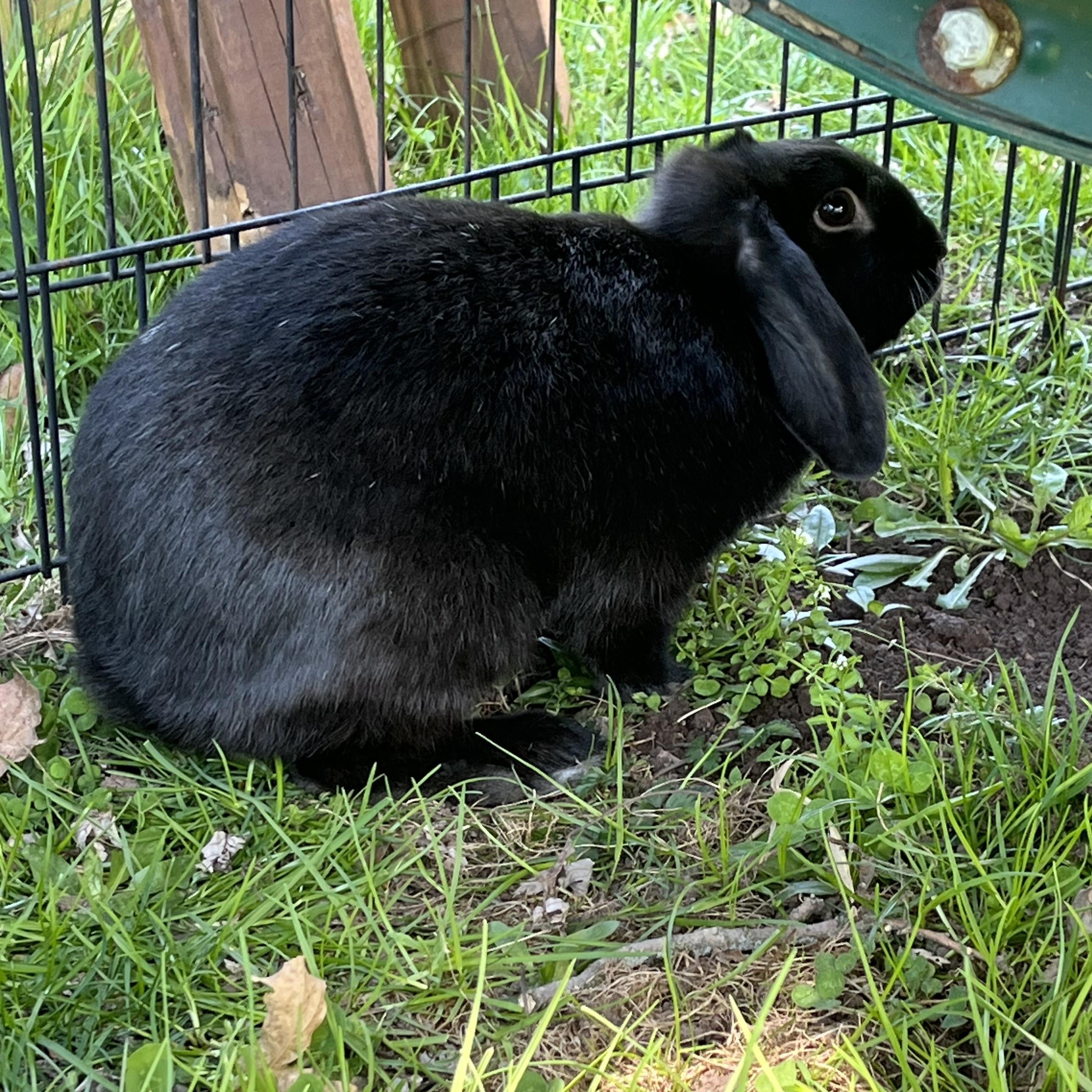 Enlarge Latte, a ADOPTABLE Mini Lop in Birdsboro, PA image 5/5