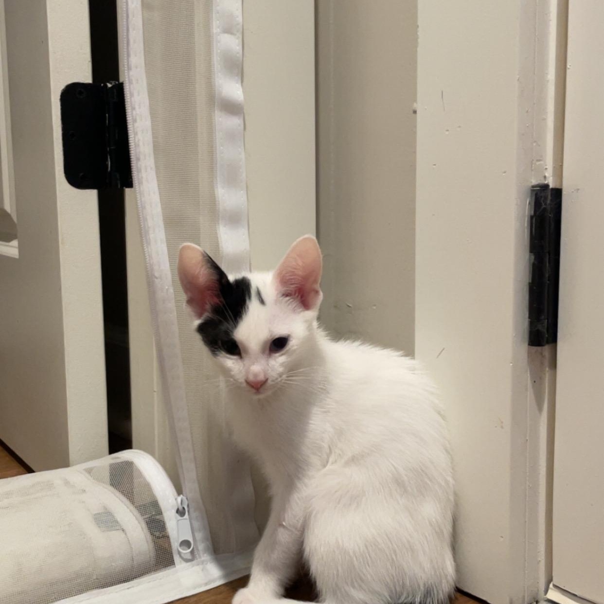 Enlarge Marlow, a Adoptable Domestic Short Hair in Buford, GA image 6/6