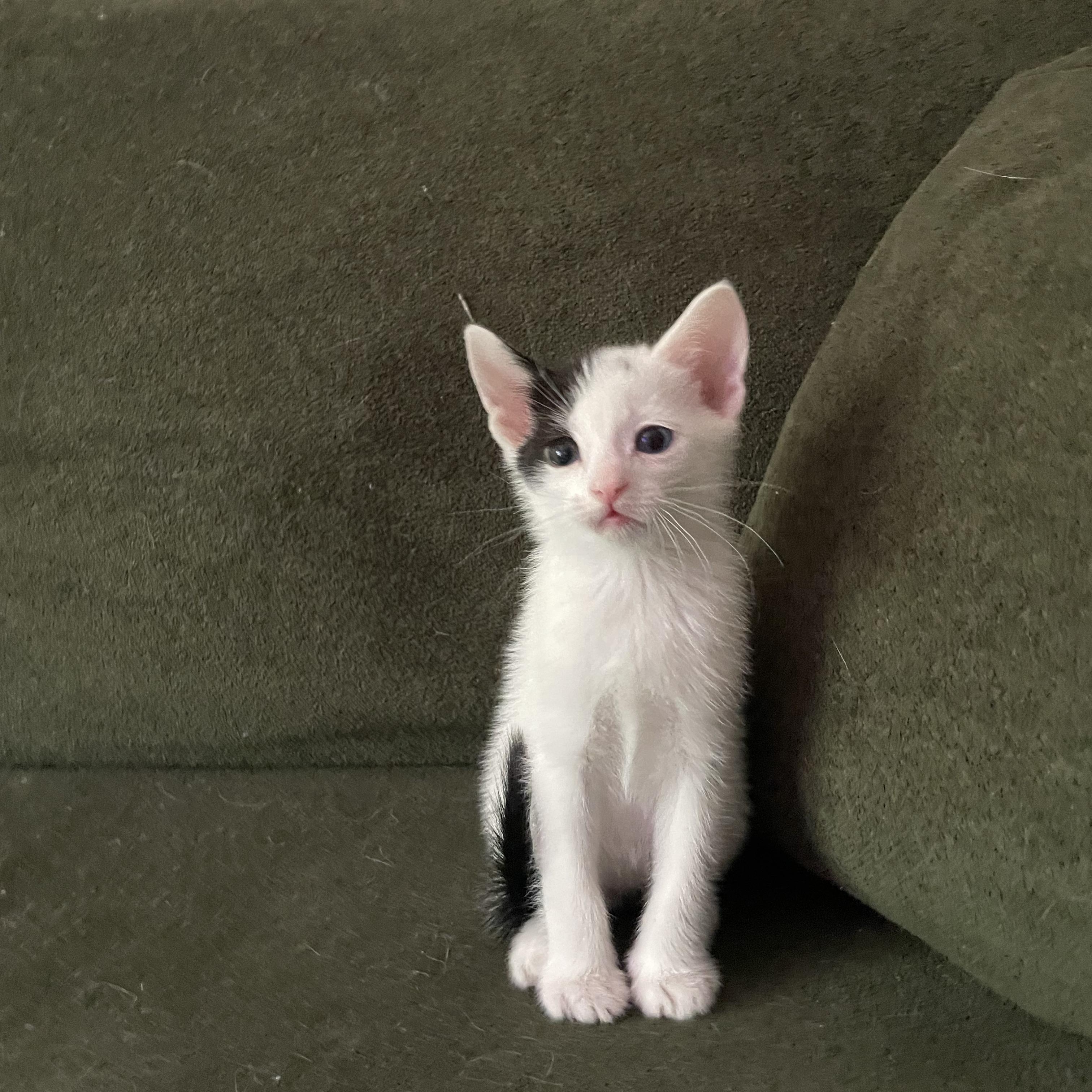 Marlow, a Adoptable Domestic Short Hair in Buford, GA image 2/4