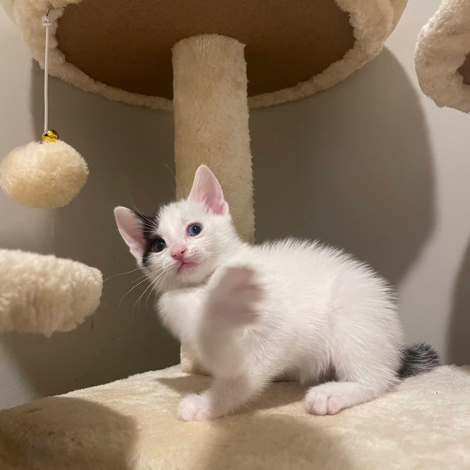 Marlow, a Adoptable Domestic Short Hair in Buford, GA image 3/4