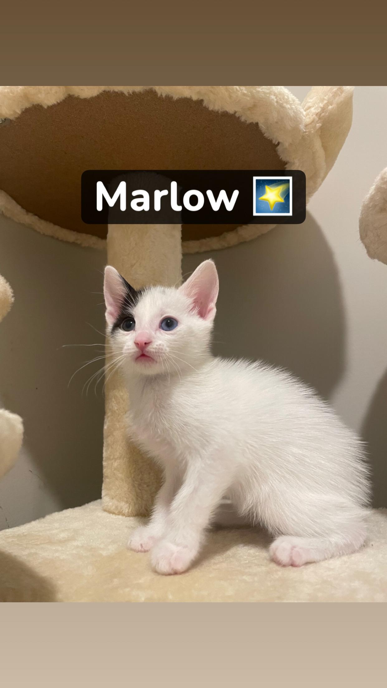 Marlow, a Adoptable Domestic Short Hair in Buford, GA image 1/4
