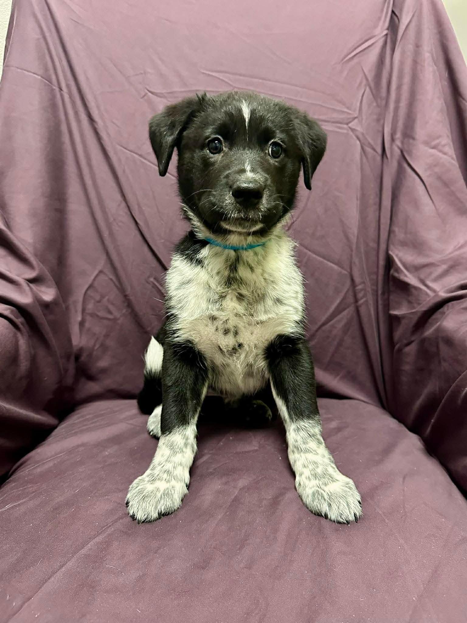 Enlarge Pepper, an adopted Shepherd in Walker, LA image 3/3
