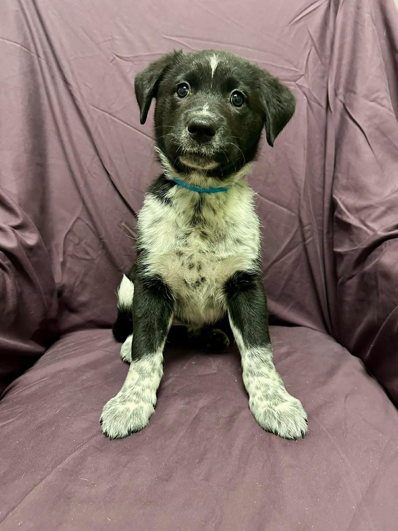 Pepper, ADOPTABLE, Puppy Female Shepherd.