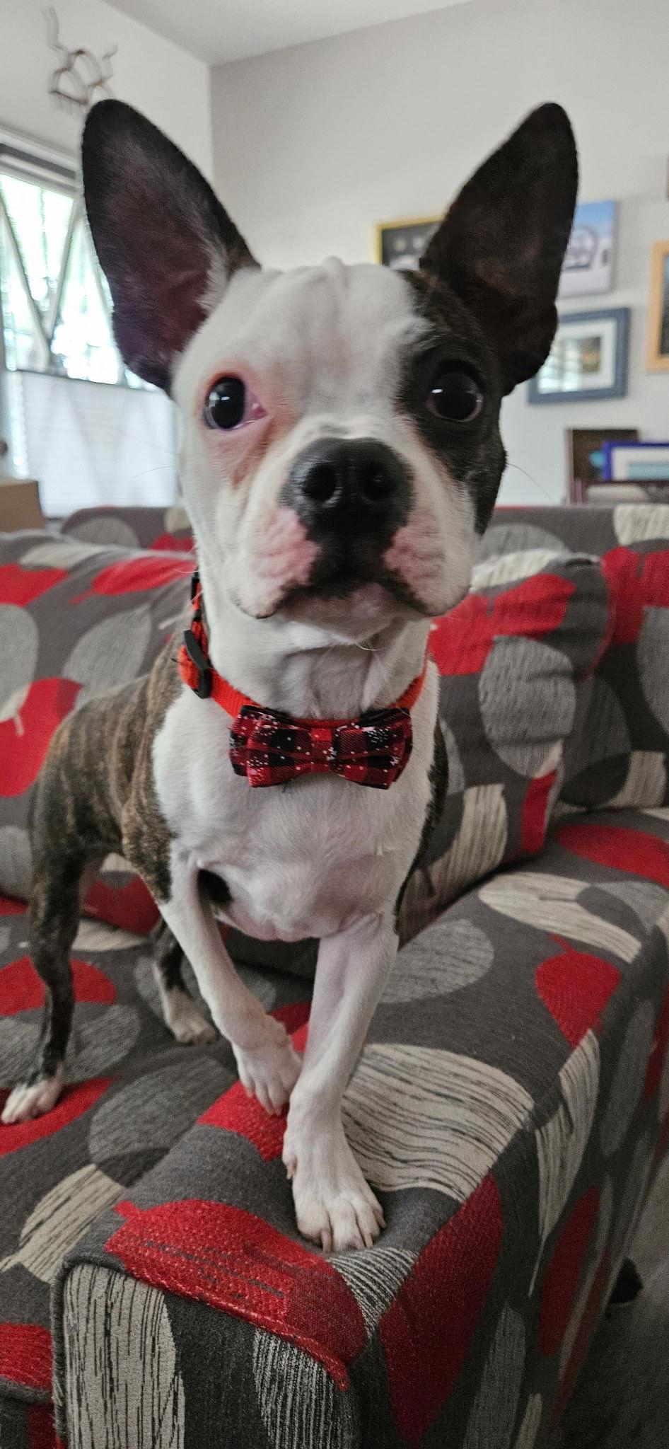 Milo, Adopted, Puppy Male Boston Terrier.