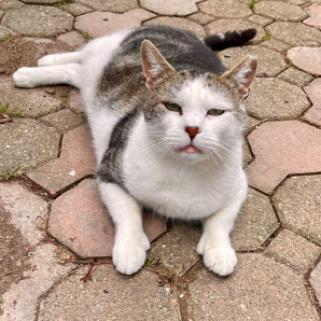 Enlarge Marvin, a Adoptable Domestic Short Hair in Walden, NY image 1/2