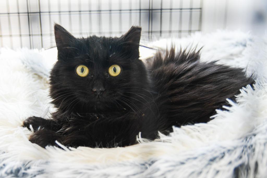 Beatrix, Adoptable, Kitten Female Domestic Medium Hair.