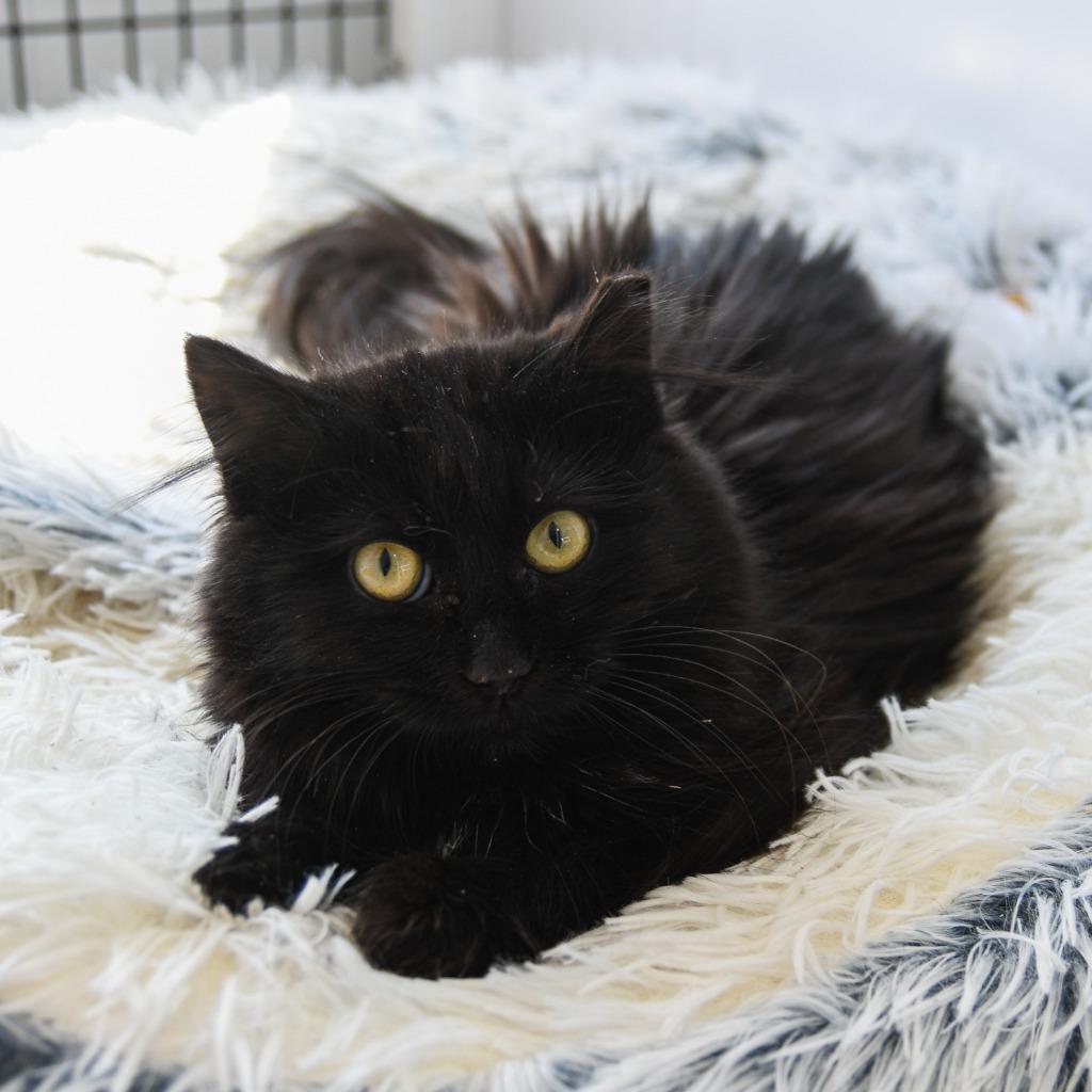 Enlarge Beatrix, a Adoptable mixed breed in Ewing, NJ image 2/5