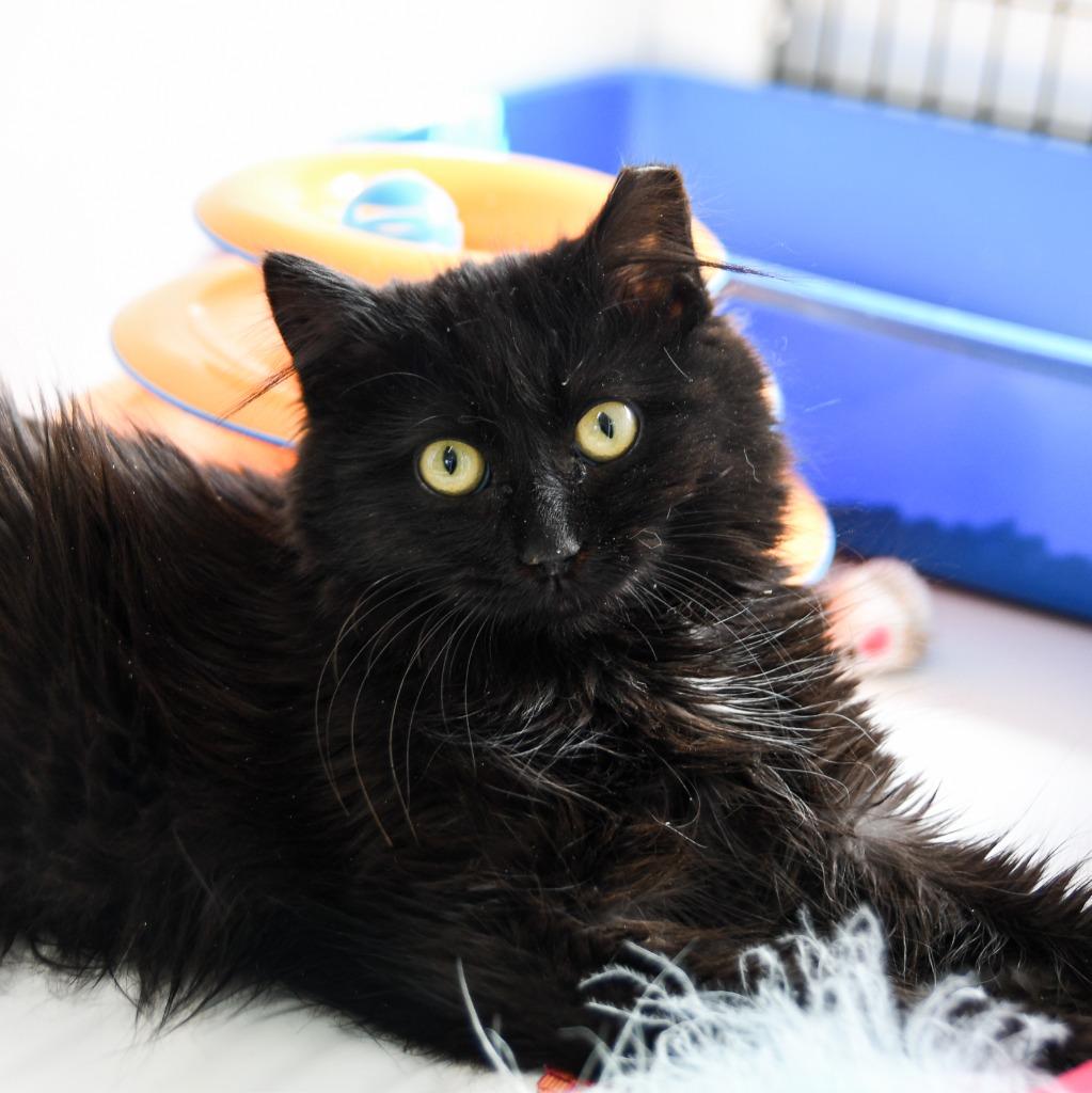 Enlarge Beatrix, a Adoptable mixed breed in Ewing, NJ image 4/5
