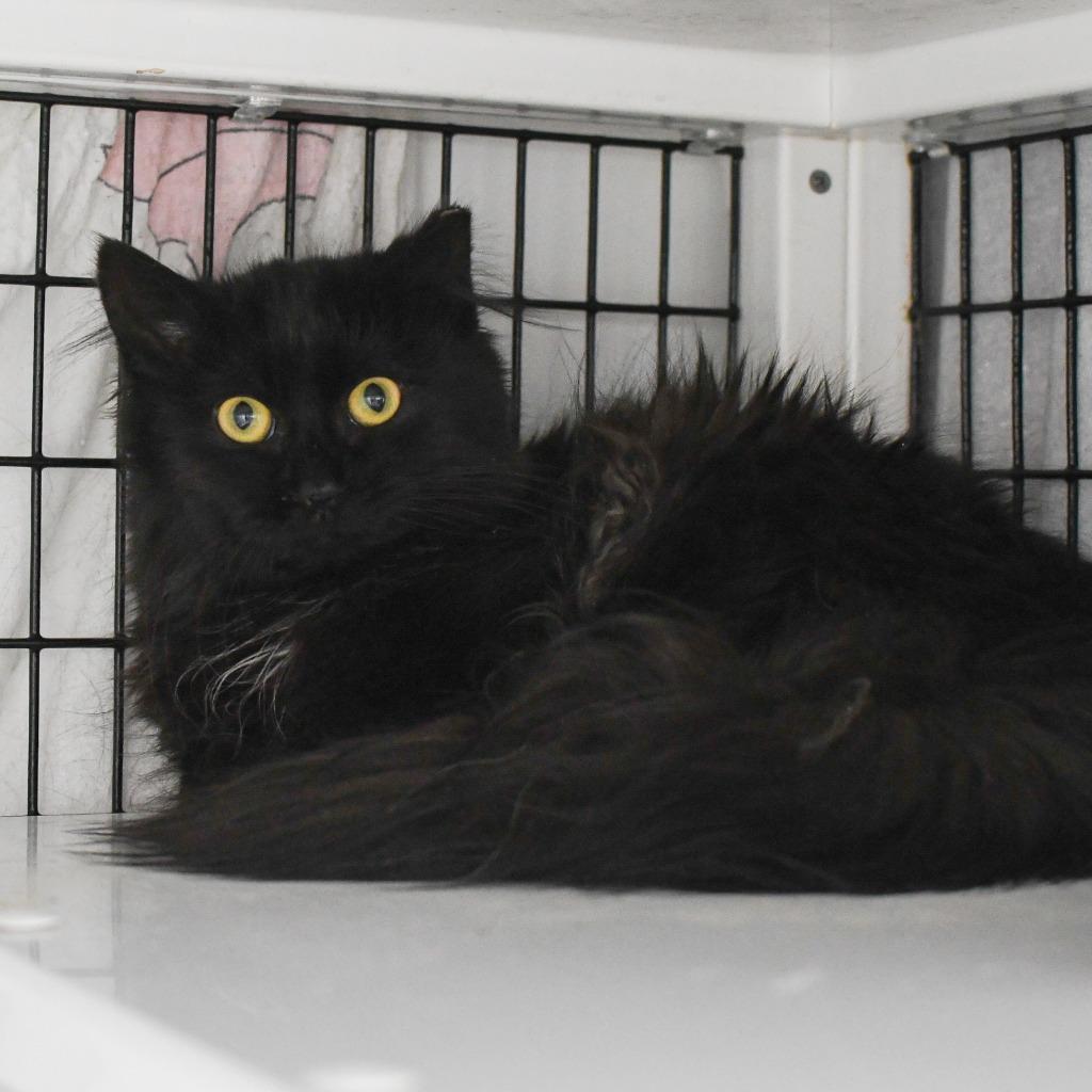 Enlarge Beatrix, a Adoptable mixed breed in Ewing, NJ image 5/5