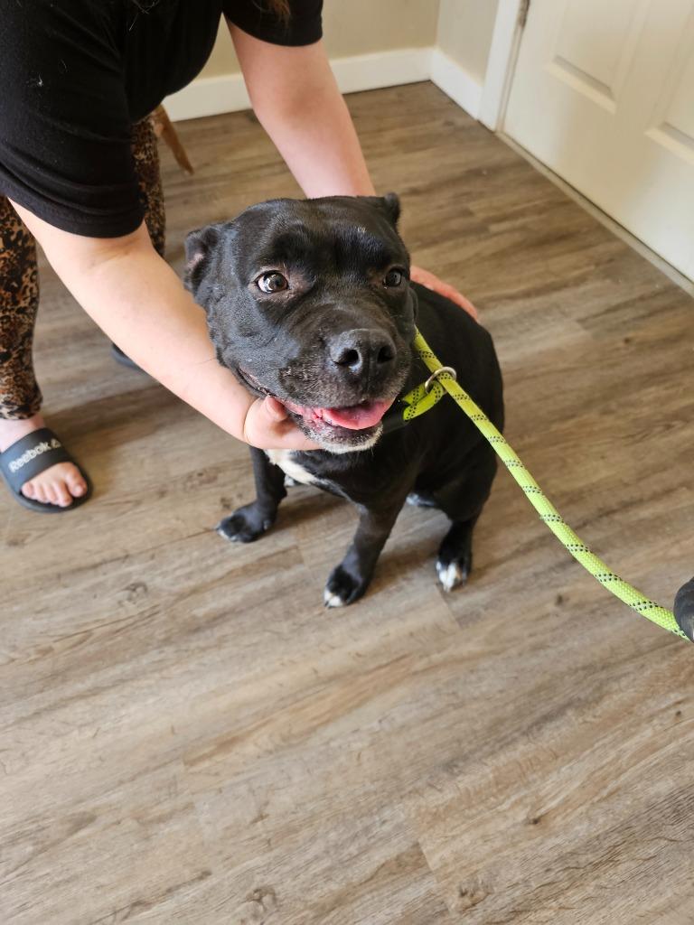 Enlarge Millie, a Adoptable Pit Bull Terrier in Winchester, IN image 1/2