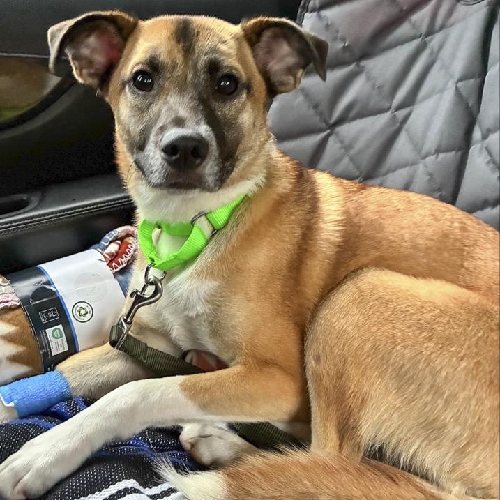 Enlarge Havoc, a Adoptable mixed breed in Toledo, OH image 1/2