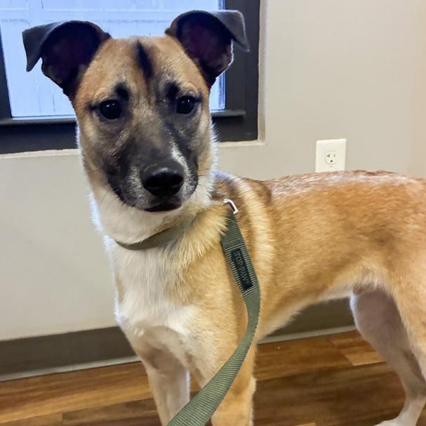 Enlarge Havoc, a Adoptable mixed breed in Toledo, OH image 2/2